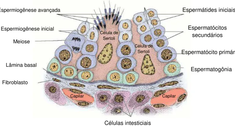 Figura 1.  Esquema ilustrando uma porção de um corte de túbulo seminífero. O epitélio  seminífero  é formado  de  duas  populações  celulares: as  células  da  linhagem  espermatogênica  e  as  células de Sertoli
