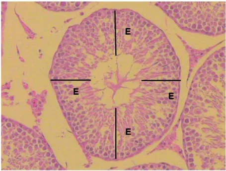 Figura 9.  Fotomicrografia de secção transversal de túbulo seminífero. E: espessura do  epitélio seminífero