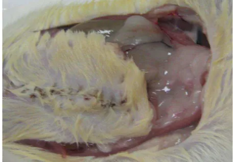 FIGURA  6  –  Fotografia  digital  do  abdome  da  rata  com  identificação da incisão  em forma de “U” e  abertura da cavidade abdominal  