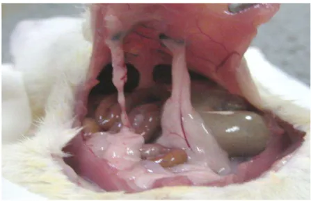 FIGURA 7  – Fotografia digital da cavidade abdominal e  exposição  do  omento  aderido  à  parede  anterior nos locais dos fios de seda  