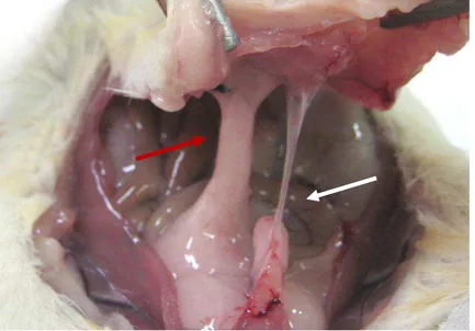 FIGURA  9  –  Fotografia  digital  da  cavidade  abdominal  da  rata  e  aderências  do  tipo  resistente  (seta  vermelha) e frágil (seta branca) 