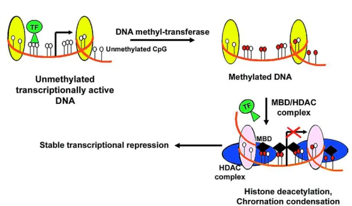 Figure 1 – Epigenetic silencing of gene expression. DNA methyl-transferases carry out the methylation of CpG dinucleotides, which triggers the process of gene silencing by recruitment of methyl binding domain (MBD) and Histone deacetylases (HDAC) to bind t