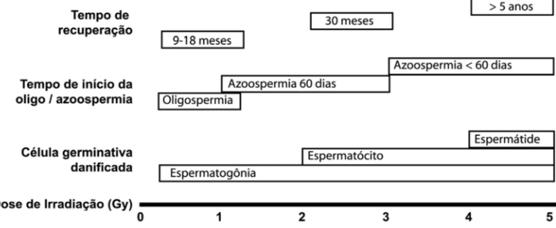 Figura 1. Danos à espermatogênese seguindo dose única de irradiação, o efeito da dose de irradiação nos estágios  das  células  germinativas  e  o  tempo  de  início  de  recuperação  das  células  germinativas  danificadas.  Gy,  Gray  (Adaptado dos dados