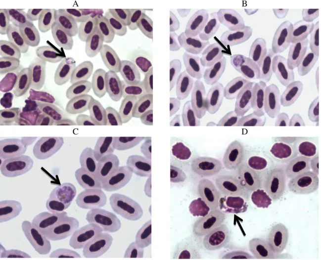 Figura 1. Esfregaço sanguíneo corado (Giemsa) e visualizado em M.O. (aumento de 1.000  X),  evidenciando  (setas  pretas)  hemácias  de  aves  infectadas  por  diversas  formas  de  Plasmodium:   trofozoíto  (A),  trofozoíto  maduro  (B),  esquizonte  (C) 