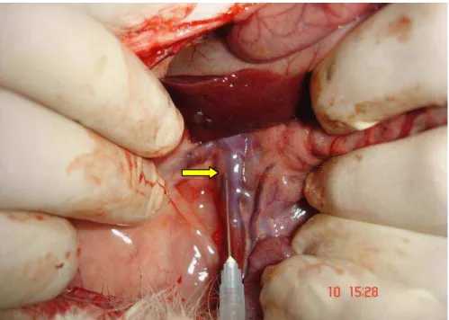 Figura 2 - Punção da veia cava posterior (seta), Coelho 1, Grupo 5. 
