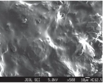 Figure 2 – Scanning electron micrographs of the transdermal film  showing uniform distribution of drug in polymeric system.