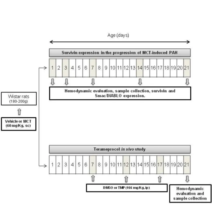 Figure  4.  Experimental  design.  Progression  of  MCT-induced  PAH  and  Terameprocol  "in  vivo"  studies