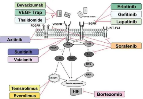 Figure 4 – Therapeutic targets of some anti-angiogenesis therapies for metastatic RCC.