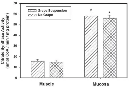 Figure 2 – Comparison of the citrate synthase activities of rabbit bladder muscle and mucosa in the presence and absence of the grape  suspension