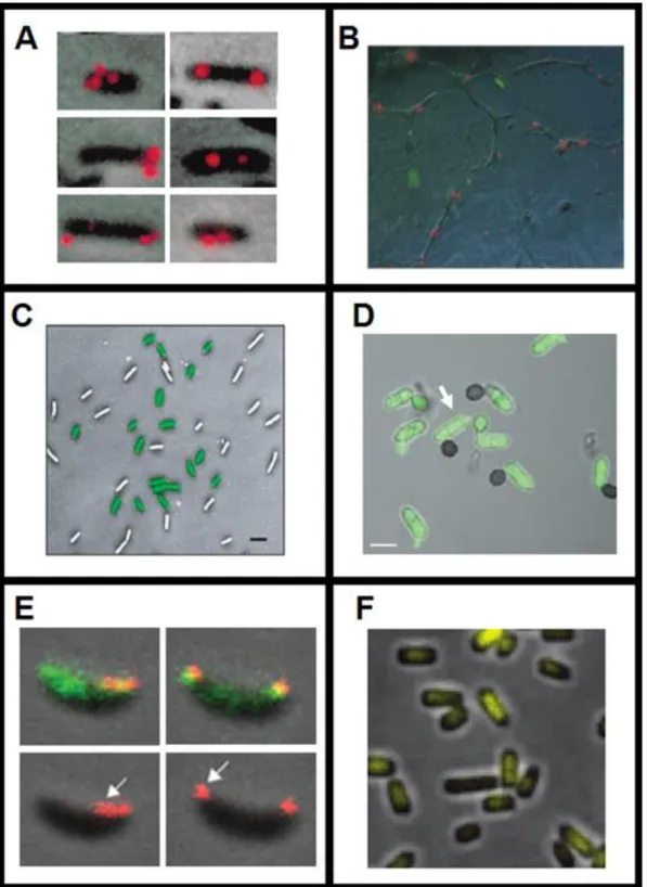 Figure 2.18 - Examples of multimodal image fusion. (A) Fluorescence and Phase-Contrast images of E