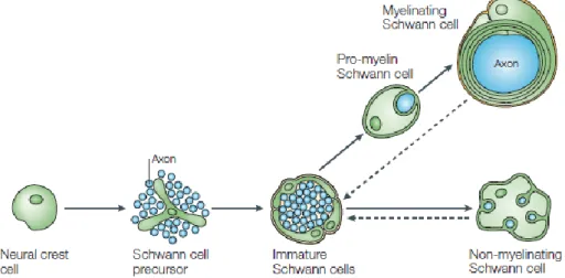 Figure 2 – Schematic representation of the progression of Schwann cell lineage. As found in (Jessen &amp; 