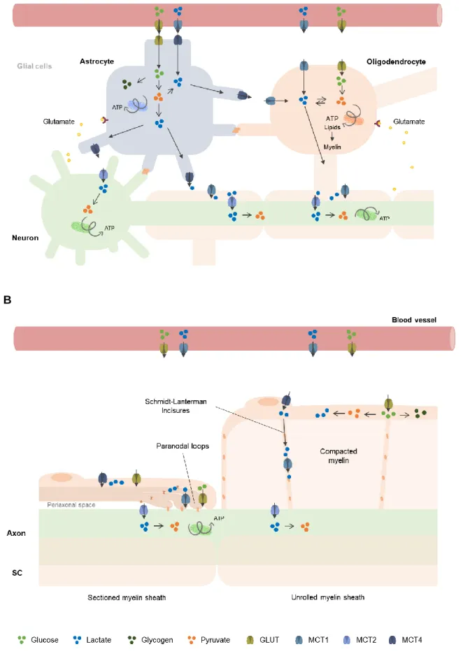 Figure 5. Schematic representation of the metabolic communication between neurons and glial cells in the  CNS (A) and in the PNS (B).