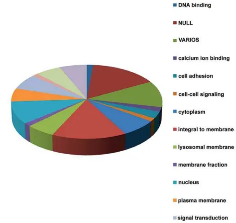 Figure 2 – Functional classes of overexpressed genes when comparing  high-risk tumors to low-risk tumors.