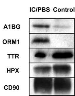 Figure 2 – Western blot analysis of differentially expressed pro- pro-teins. Ten µg of pooled proteins were resolved by gel  electropho-resis and probed by antibodies