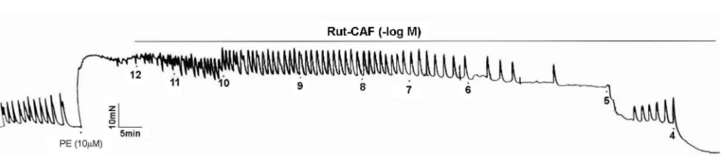 Figure 5 – Physiographic tracing of the Rut-CAF (10 -12  - 10 -4  M) effect in human corpus cavernosum strips placed in  Kreb-Henseleit (37ºC; pH 7.4, 95% O 2  and 5% CO 2 ) solution, under a 1g tension and pre-contracted with phenylephrine