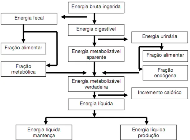 Figura 01. Esquema de utilização de energia pelos monogástricos  Fonte: Sakomura e Rostagno (2007)  