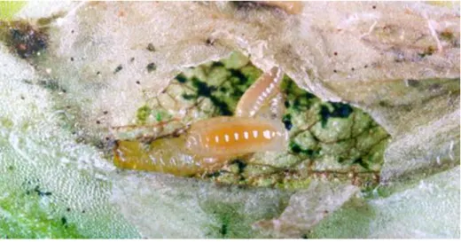 Figura  10  -  Larva  de  Liriomyza  sp.  a  ser  parasitada  por  duas  larvas  de  Diglyphus  sp