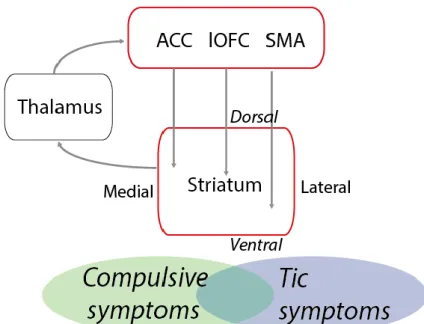 Figure 1: Hypothesized mechanisms underlying compulsive and tic symptoms. 