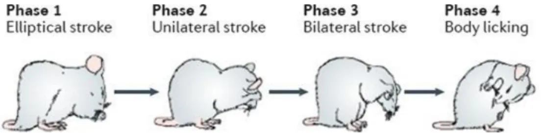 Figure 2: Rodent sequential self-grooming behaviour. 