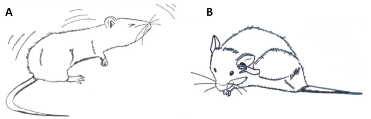 Figure 4: Additional characteristic repetitive behaviours detected in the Sapap3-KO mouse 