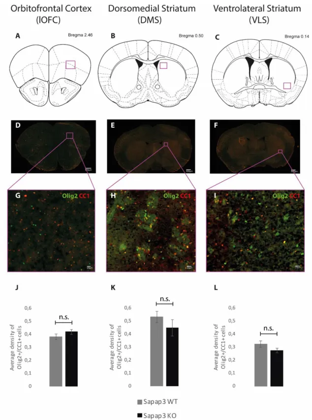 Figure 7: Quantification of the density of mature oligodendrocytes 