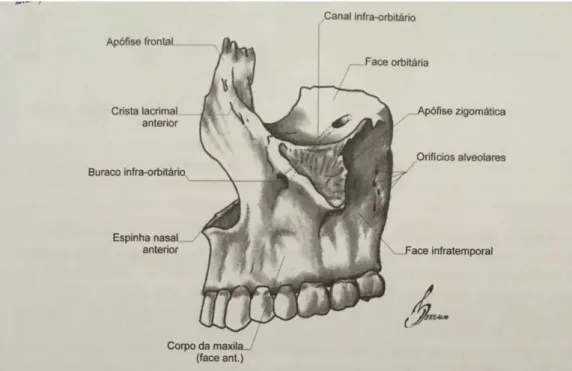 Figura 3 Osso maxilar (vista lateral)  (Zagalo et al., 2010)
