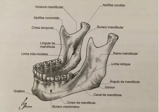 Figura 4 Osso mandibular   (Zagalo et al., 2010)