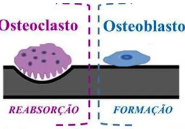 Figura 7 Representação de um osteoclasto e de um osteoblasto. 