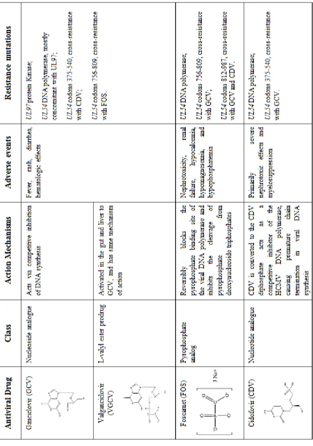 Table I: Antiviral agents used to prevent/ treat HCMV infection and disease. Adapted from [17]