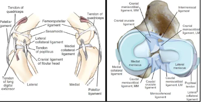 Figure 1: Ligaments and menisci of the stifle joint. (Left) Ligaments of the left stifle