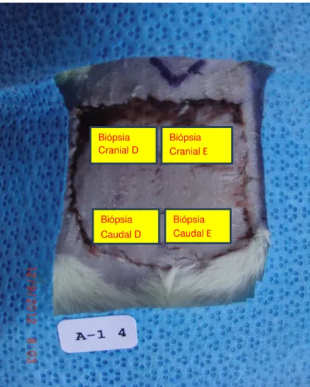 FIGURA 7 - Fotografia do animal do grupo SF no segundo dia  pós-operatório,  mostrando  os  locais  onde  foram  realizadas  as  quatro  biópsias:  cranial  direita  e  esquerda, caudal direita e esquerda