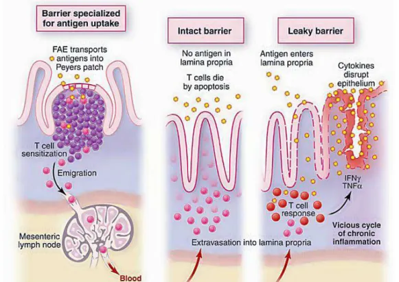 Figura  3:  O  aumento  da  permeabilidade  epitelial  e  seu  papel  no  desenvolvimento  do  processo  inflamatório  mediado  por  células  T  do  intestino