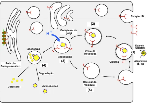 Figura 5 - Passos seqüenciais na via do receptor de LDL. (1) ligação da LDL ao receptor → (2) 