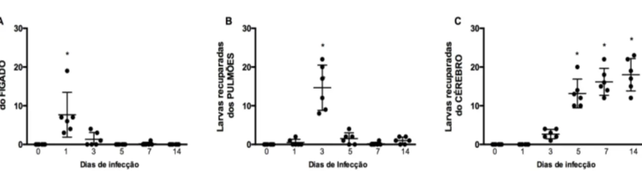 Gráfico  2.  Recuperação  das  larvas  de  Toxocara  canis  em  diferentes  tecidos  de  camundongos  BALB/c  ao  longo  do  tempo