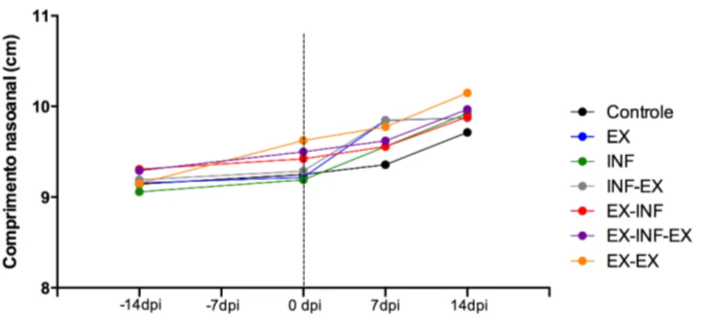 Gráfico  8.  Comprimento  nasoanal  de  camundongos  BALB/c  submetidos  ou  não  ao  protocolo  de  exercício  físico  e  infectados  ou  não  por  Toxocara canis