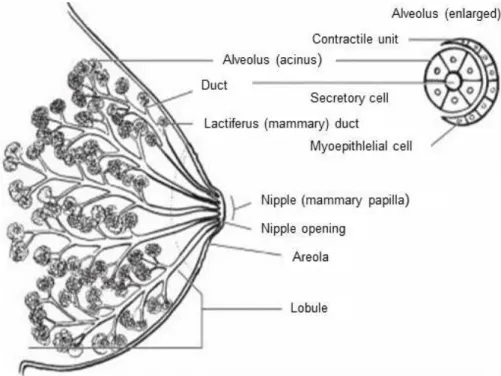 Figure 1. Schematic diagram of the breast. Adapted from [1]. 