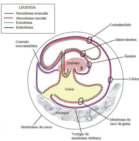 Figura  2.  Desenho  esquemático  das  membranas  e  compartimentos  embrionários  do  embrião  de  galinha