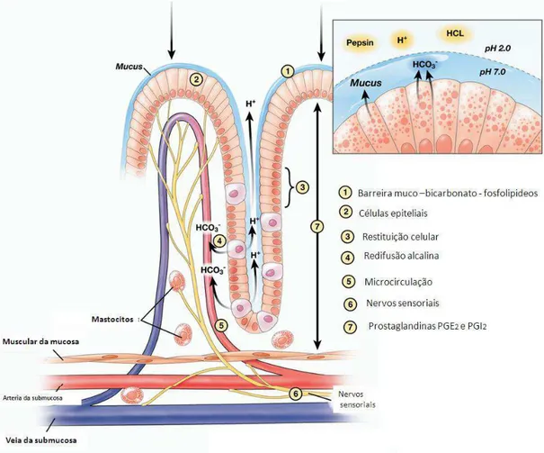 Figura  2  – Esquema ilustrativo dos mecanismos de defesa da mucosa gástrica. Modificado de  Laine et al