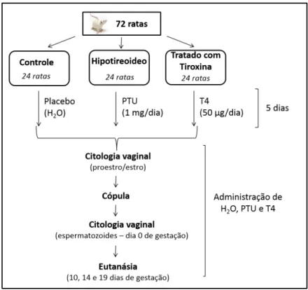Figura 1. Organograma do manejo reprodutivo, indução das disfunções tireoidianas e eutanásia das ratas