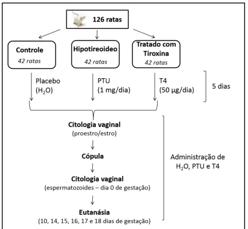 Figura 1. Organograma do manejo reprodutivo, indução das disfunções tireoidianas e eutanásia das ratas