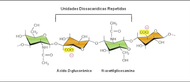 Figura 1: Estrutura da hialuronana contendo repetidas unidades dissacarídicas de  N -acetilglicosamina e ácido D-glucorônico (Alberts et al., 2004)