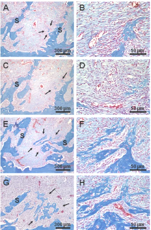 Figura 7: Fotomicrografias representativas de secções histológicas de alvéolos 7  dias após as exodontias