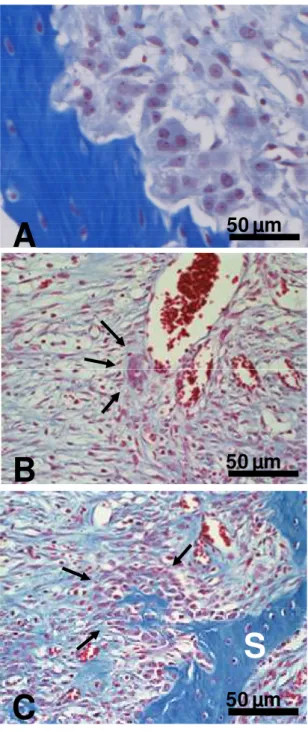 Figura  9:  Análise  histológica  dos  alvéolos  7  dias  após  as  exodontias.  (A)  A  reabsorção do septo ósseo interradicular por osteoclastos foi observada em todos  os  alvéolos  (controle  e  tratados)