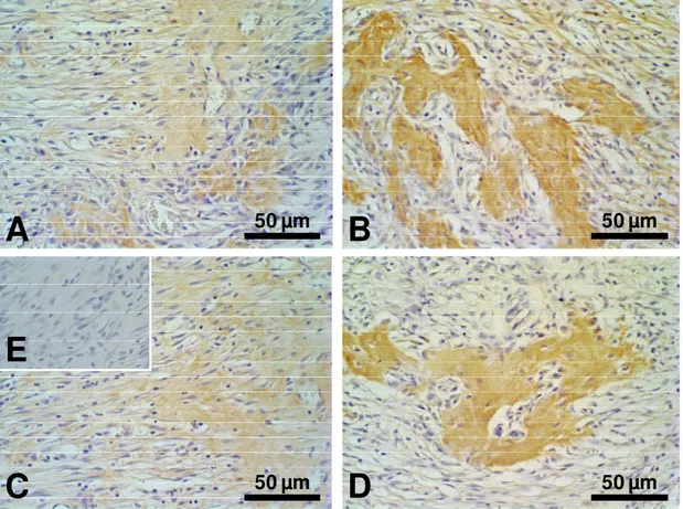 Figura 13: Fotomicrografias representativas da imunomarcação do colágeno tipo I  sete  dias  após  as  exodontias
