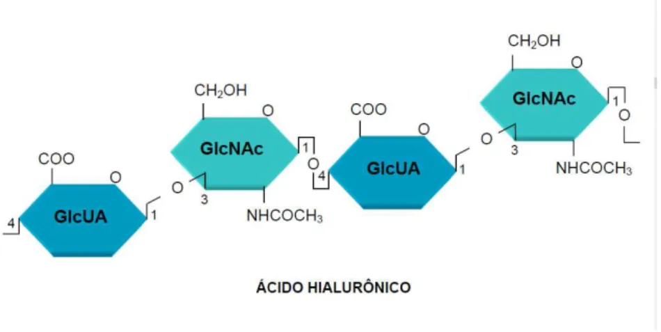 Figura 2: Estrutura da HA contendo repetidas unidades dissacarídicas de N-acetilglicosamina  e ácido D-glucorônico (Rosa, 2008)