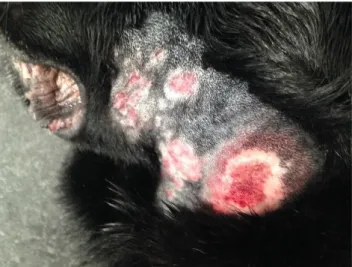 Figura  2 - Lesões de  hot spot na face esquerda do focinho dum cão com dermatite alérgica à  picada da pulga