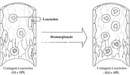 FIGURA  2.  O  efeito  imediato  do  exercício  físico  agudo  sobre  o  número  de  leucócitos  circulantes