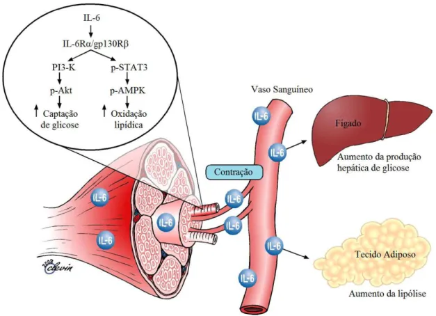 FIGURA  7.  As  funções  biológicas  da  IL-6  induzidas  pela  contração  muscular.  Fonte:  modificado de Pedersen &amp; Febbraio, 2008