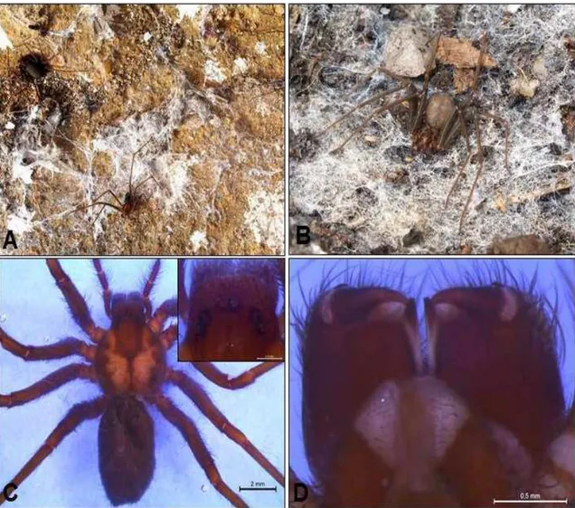 Figura  1-  Espécimes  de  Loxosceles  -  (A)  Fêmea  (à  esquerda)  e  macho  (à  direita);  (B) 
