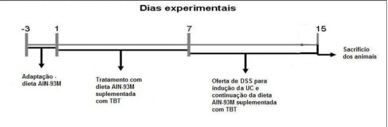 Figura 1  – Delineamento experimental 